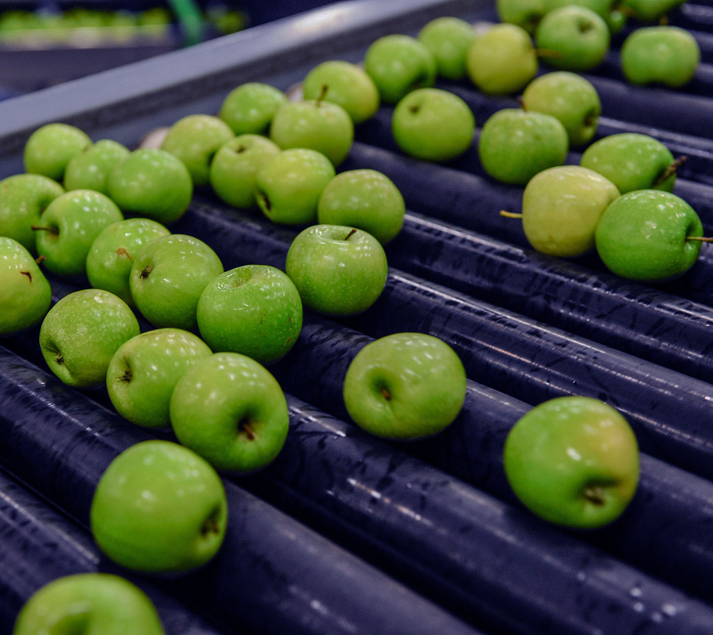 Green apples on conveyor belt